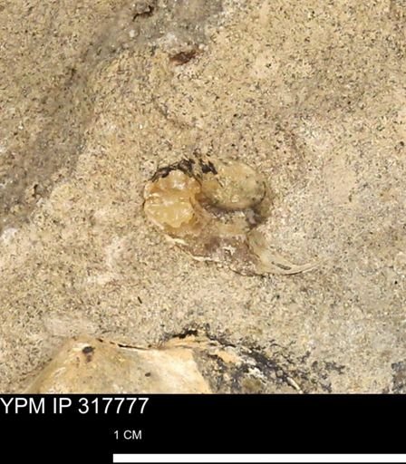 Hoploscaphites sp.