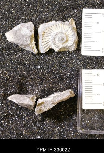 undet. Ammonoidea