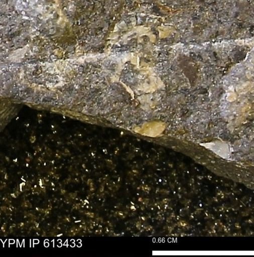 Scaphites sp.