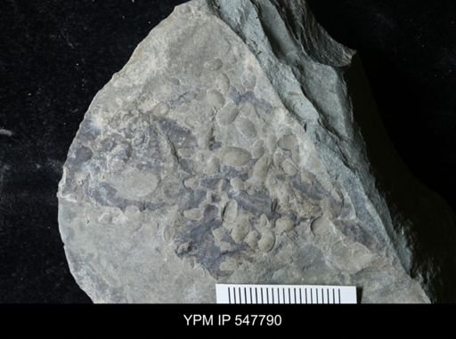 undet. Ostracoda