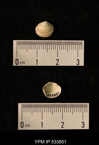 Macoma calcarea
