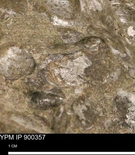 Anomia gryphorhyncha