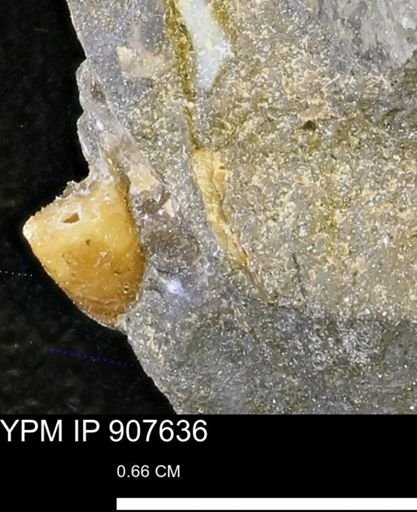 undet. Mollusca