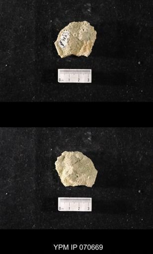 Favosites? louisvillensis