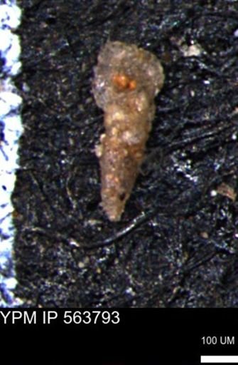 Verneuilinoides hectori
