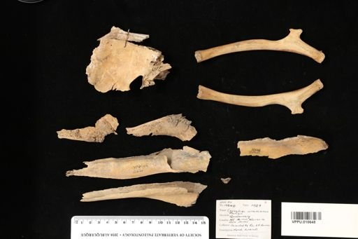 Cervalces scotti