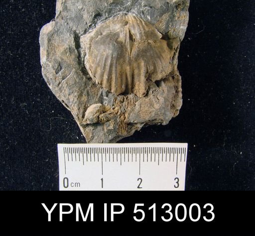 Spirifer sp.