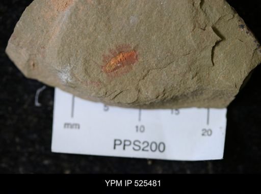 undet. Synziphosurina