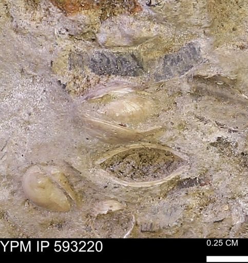 Protocardia?