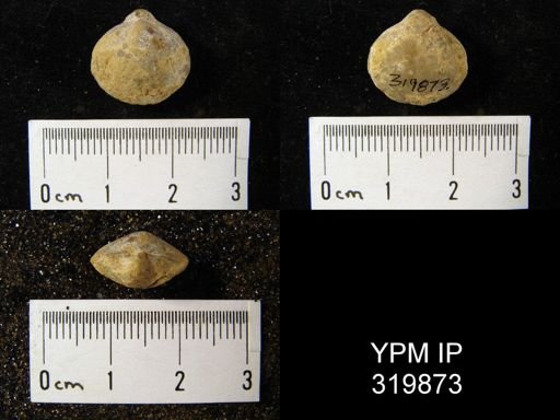 Cleiothyridina orbicularis