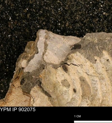 undet. Inoceramidae