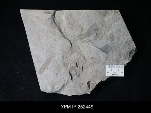 Eurypterus sp.