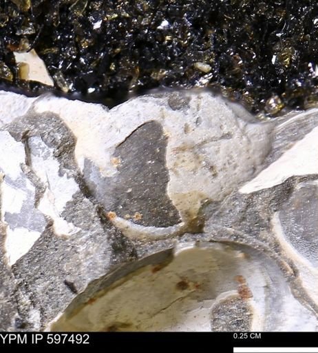 Limopsis striatopunctatus