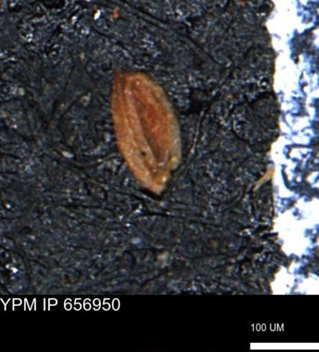 Miliammina cf. sproulei