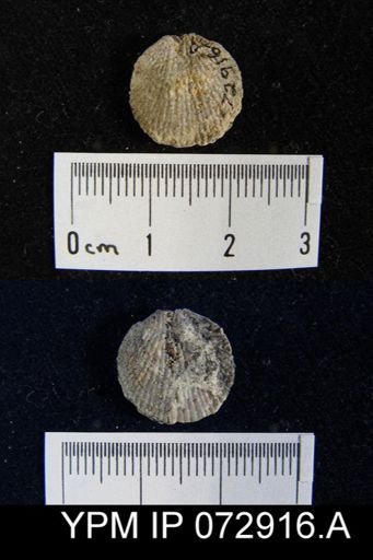 Atrypa tennesseensis