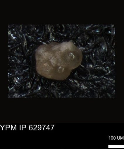 undet. Foraminiferida