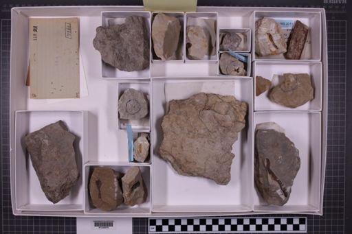 mixed taxa, stratigraphic collection