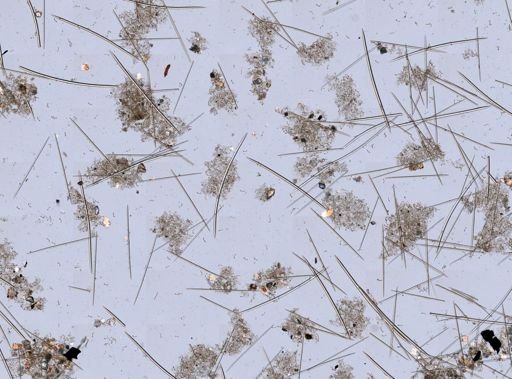 Haliclonidae