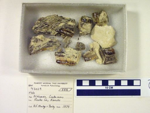 undet. Actinopterygii