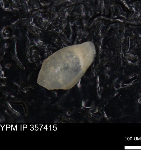 undet. Ostracoda