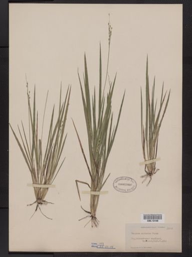 Panicum depauperatum