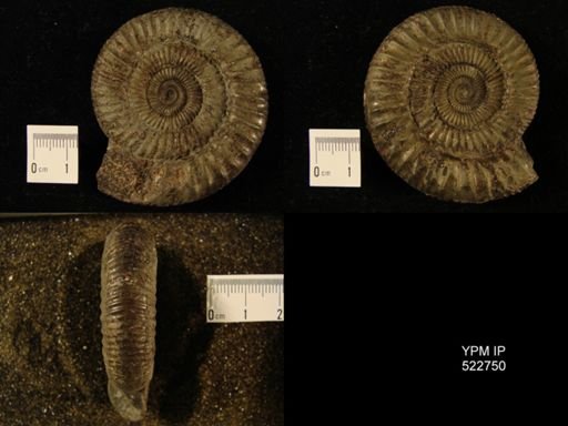 Dactylioceras commune