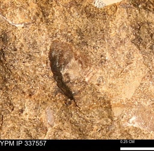undet. Mollusca