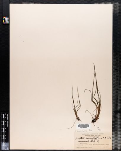 Isoetes macrospora