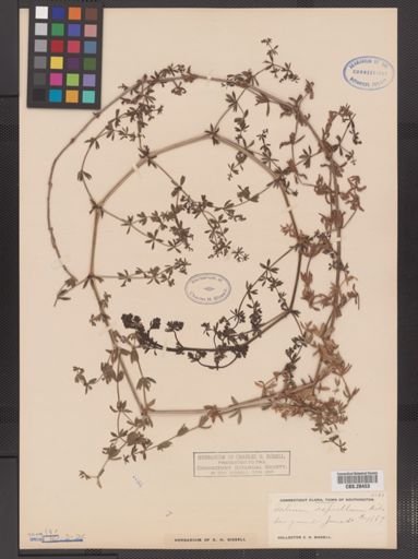 Galium asprellum