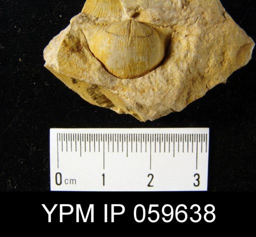 Eodevonaria nuelonica