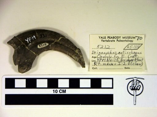 Deinonychus antirrhopus