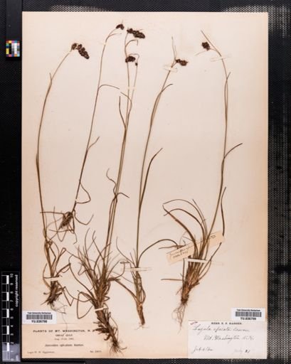 Luzula spicata