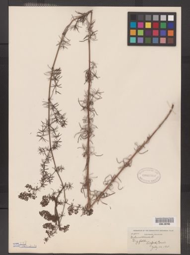 Galium verum