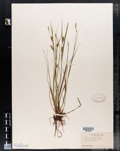Carex conoidea