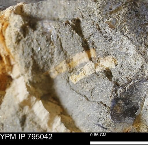 undet. Bivalvia