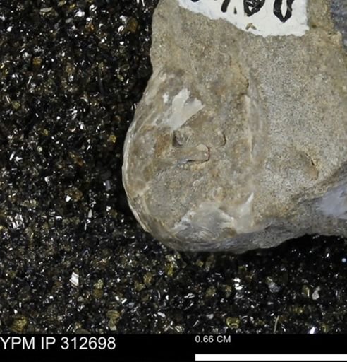 Phelopteria linguaeformis