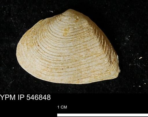 Cumingia tellinoides