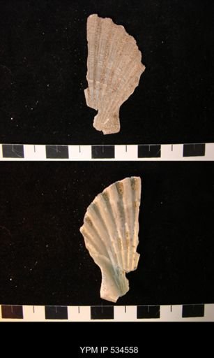 Chesapecten nefrens