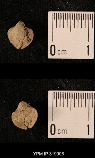 Ambocoelia planoconvexa