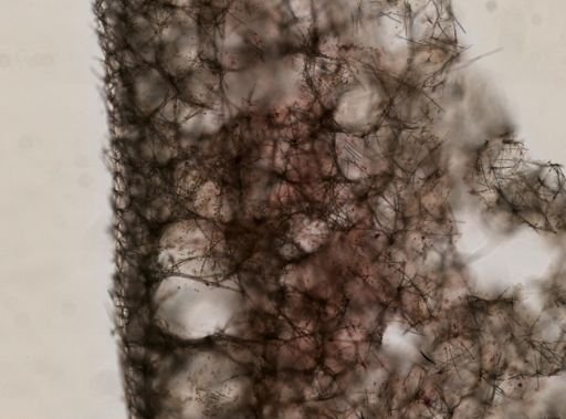 Haliclona amphioxa