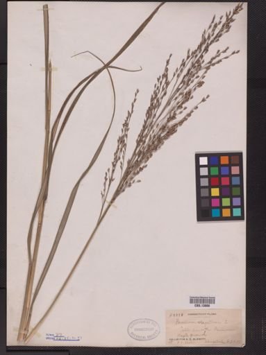 Panicum virgatum