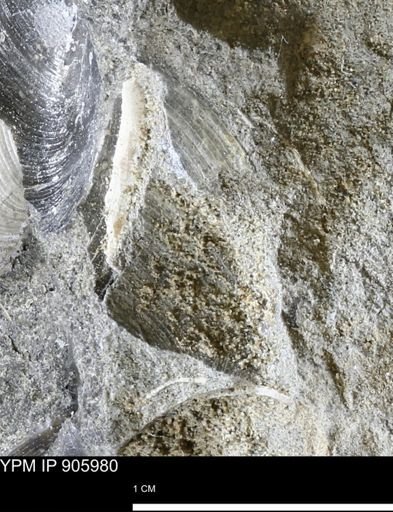 Limopsis striatopunctatus