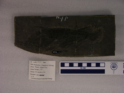 Catopterus redfieldi
