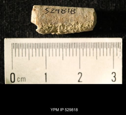 Pseudorthoceras knoxense