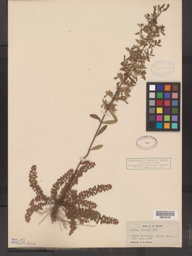 Lechea villosa