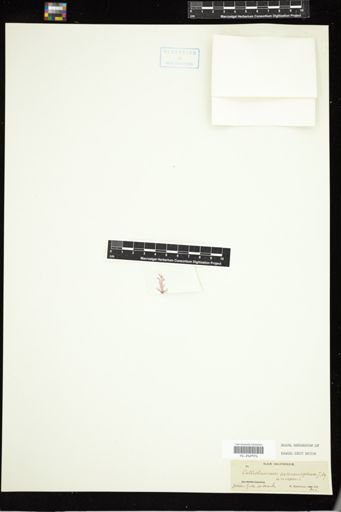 Callithamnion heteromorphum