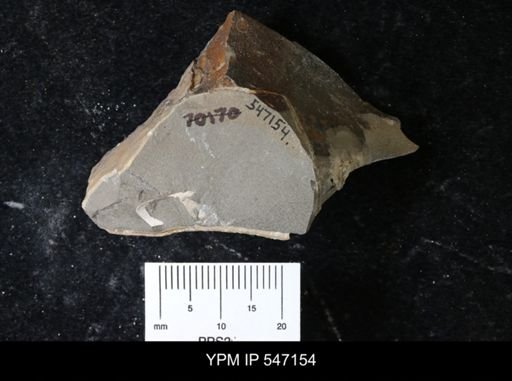 Baculites sp.