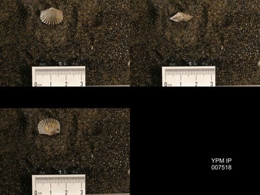 Plectorthis plicatella