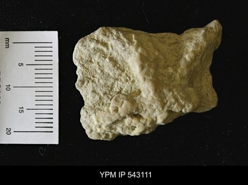Asteriacites sp.