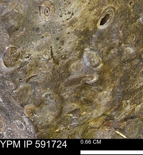 Serpulidae